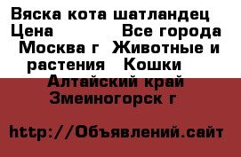 Вяска кота шатландец › Цена ­ 1 000 - Все города, Москва г. Животные и растения » Кошки   . Алтайский край,Змеиногорск г.